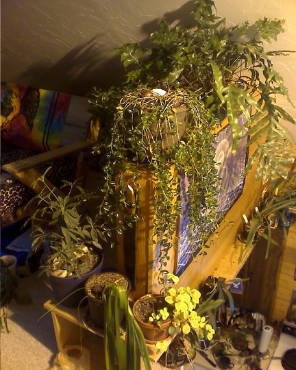 loft plants (Nematanthus gregarius)