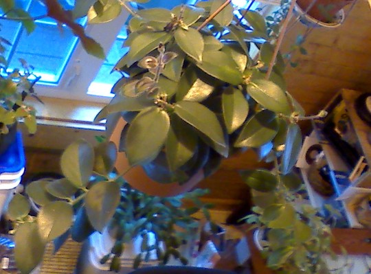 new lipstick plant (Aeschynanthus radicans)
