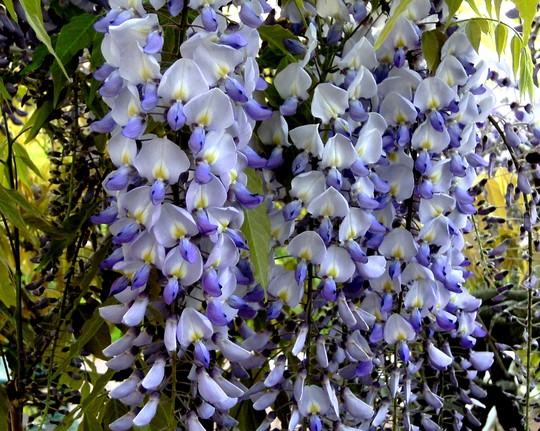 Wisteria (Wisteria floribunda (Japanese Wisteria))