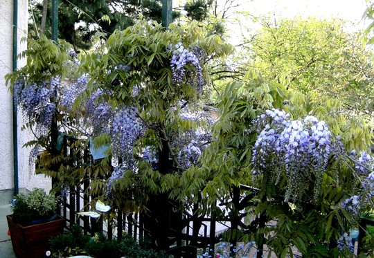 Wisteria on terrace (Wisteria floribunda (Japanese Wisteria))