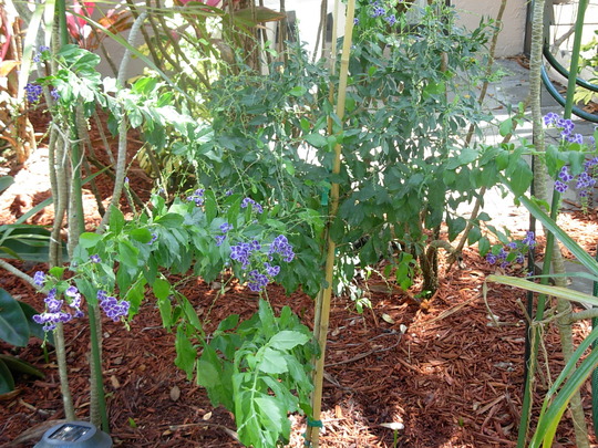 Duranta (Duranta)