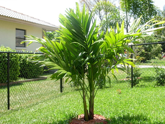 Christmas Palm (Veitchia merrilli)