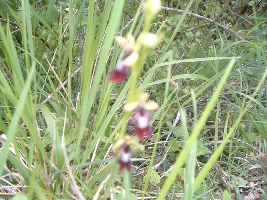 wild orchid