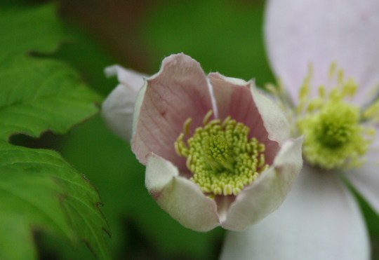 Plant Portraits - In a Friends Garden