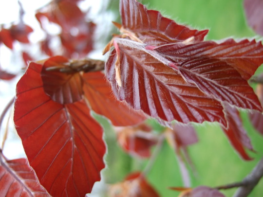 Copper Beech (Fagus purpurea (Copper Beech))