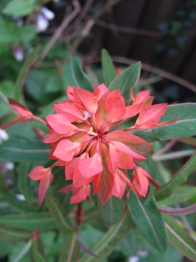 Euphorbia griffithii 'Fireglow' (Euphorbia griffithii (Spurge))