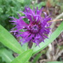 Purple_centaurea_montana_2