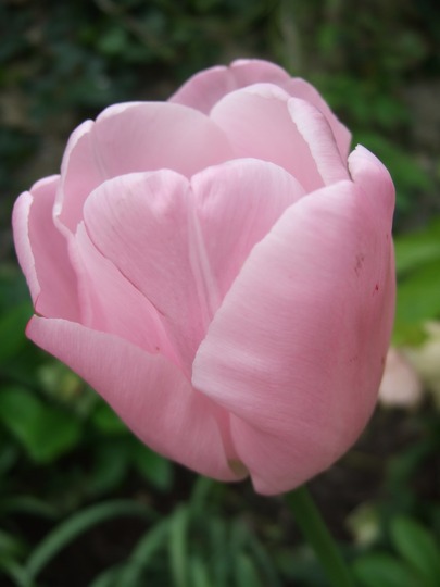 Pink Tulip