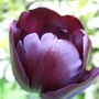 Tulip__queen_of_the_night_