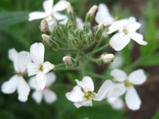 Hesperis matronalis (Hesperis matronalis)