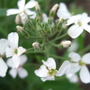 Hesperis_matronale