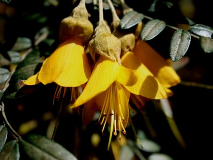 Plant Portraits - In a Friends Garden