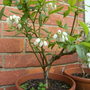 Sat_3_may_010