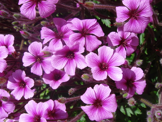 Geranium maderense - April 2008 (Geranium maderense)