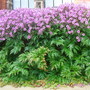 Dsc00803