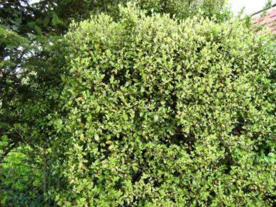 Pittosporum (Pittosporum tenuifolium (Pittosporum))
