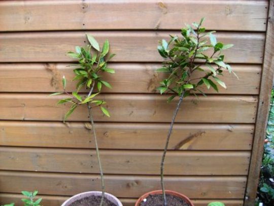 2x Bay Trees (Laurus nobilis (Sweet bay))