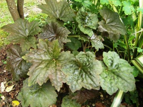 Heuchera (Heuchera)