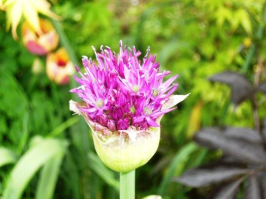 allium