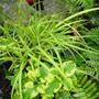 Garden__views_may_4th_2008_017