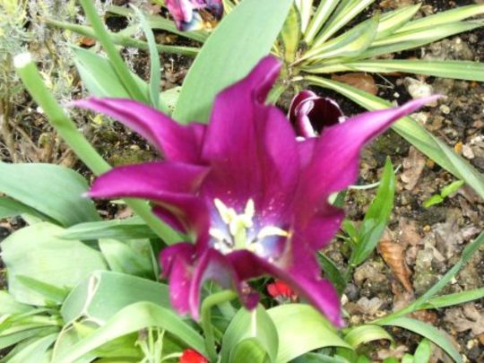 Tulip