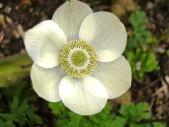 Anenome (Anemone de caen)
