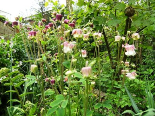 Aquilegia