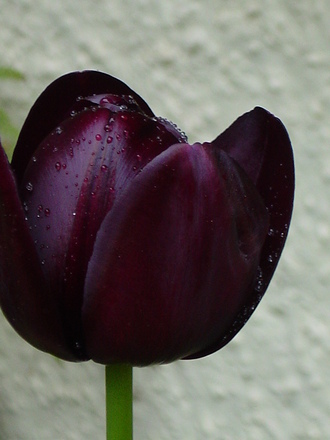 Tulip 'Queen of the night' (Tulipa)