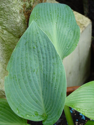Hostas in the woodland garden.May 2008.