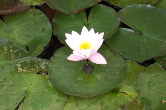 Water lily