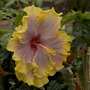 Hibiscus3