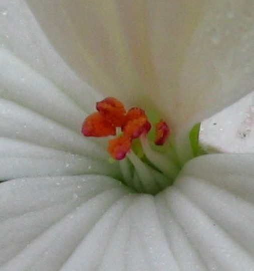 Close up of White Geranium