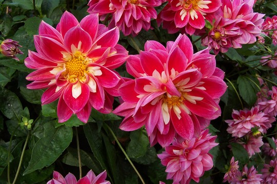 at Wisley