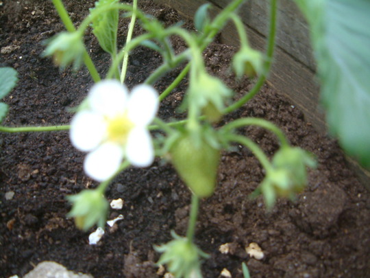 can you see the strawberry we've got loads of these mmmmmmmmm