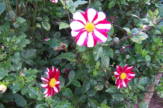 at Wisley