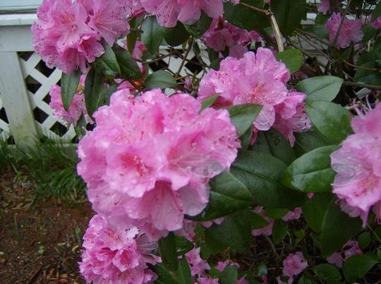 Rhododendron - Olga Mezitt - Close up