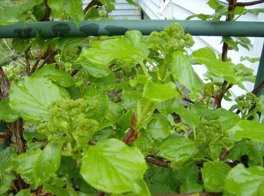 Climbing Hydrangea - in bud