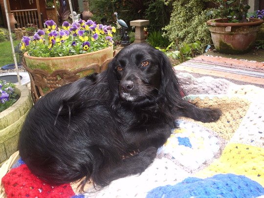  BEAU is my trusted little garden helper-  here she is having a well earned rest.