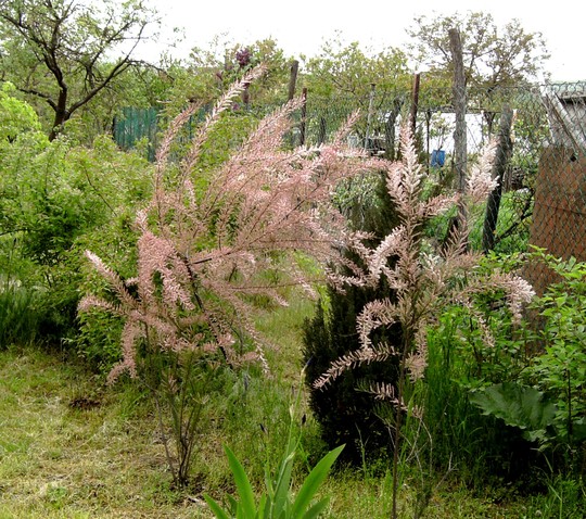 Tamarisk shrubs. (Tamarix tetranda)
