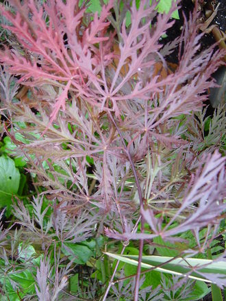 Acer 'Garnet' May 2008