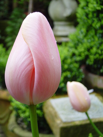 Tulip' Menton' May 2008. 