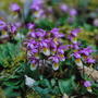 Calypso_orchid_001