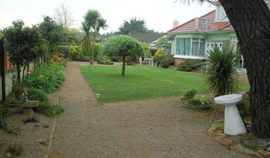 view from behind the tree