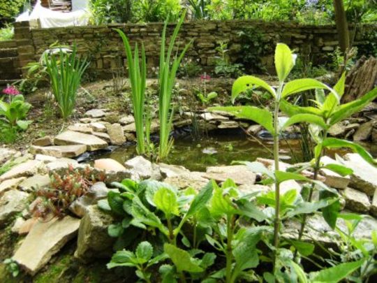 Pond
