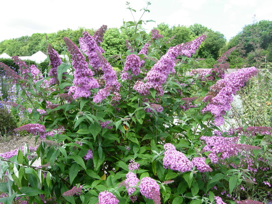 Buddleja 'Pink Delight'