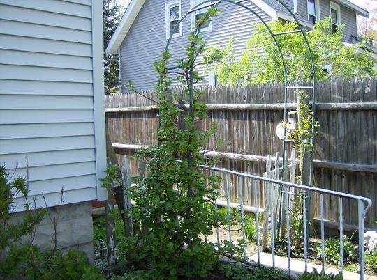 Climbing Hydrangea - Full View