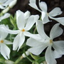 Phlox_subulata__white_delight__closeup