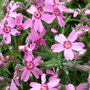 Phlox_subulata__marjorie_