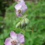 Geranium_phaeum__langthorn_s_blue_