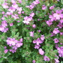 Erinus_alpinus